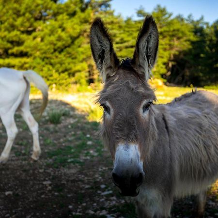 A Ventoux Yourte Monieux Dış mekan fotoğraf