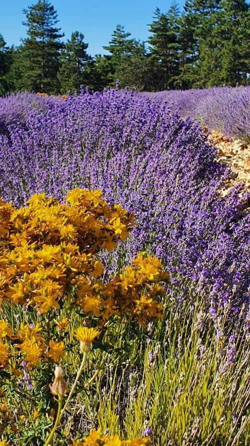 A Ventoux Yourte Monieux Dış mekan fotoğraf
