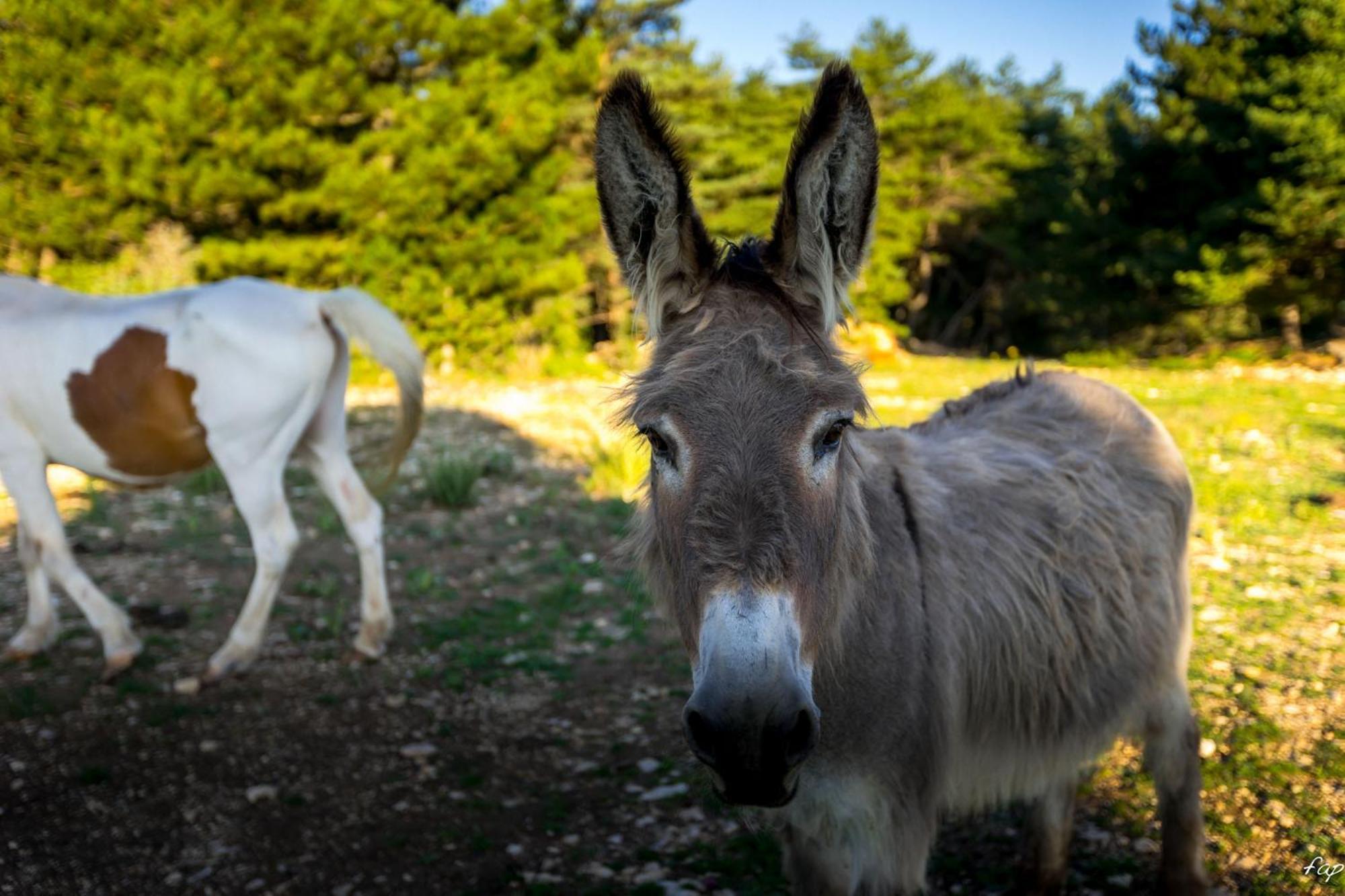 A Ventoux Yourte Monieux Dış mekan fotoğraf